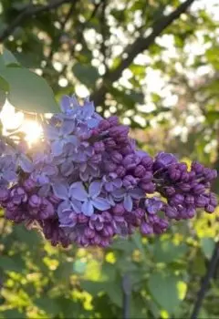 Доспехи совести и чести