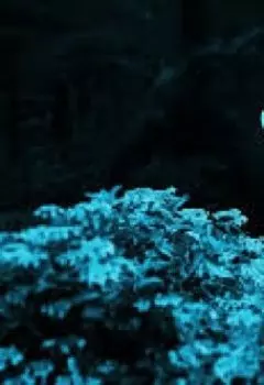 Душа бабочки