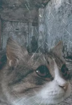 Джек. История бездомного кота.