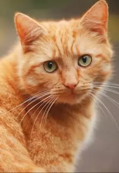 Если бы мой кот умел говорить