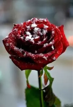 Фантазерка