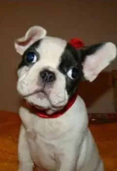 Французский бульдог