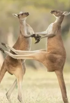 Где живут кенгуру?