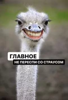 Главное, не переспи со страусом