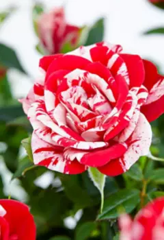 Говорящие цветы