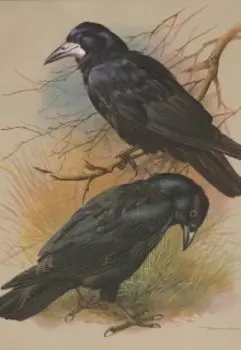 Грач грачит грачиной стаей...