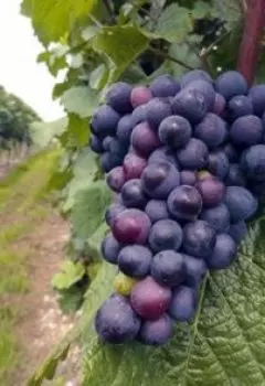 Grapeshot или Сумерки для тех, кто по девочкам