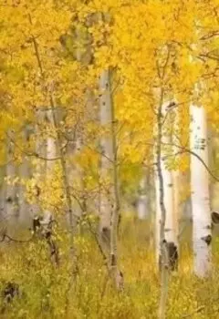 Груз без права передачи.