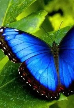 Хлопки крыльев.