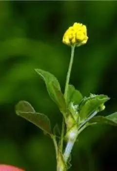 Хмель диких трав