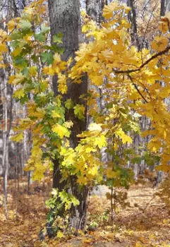 Хранительница книги и воин из рода Ветра