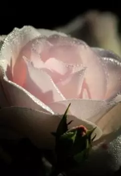 Хроники Омура. История четвертая