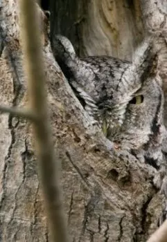 Искусство маскировки