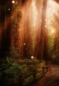 Истории одного леса