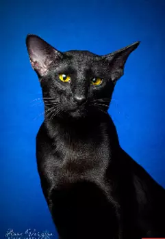 Истории персонажей Кв