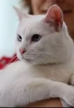 История Ахилла