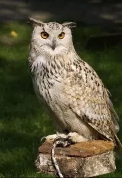 История из жизни №2