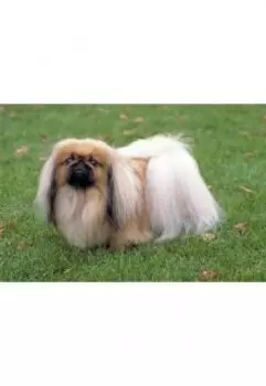 История льва