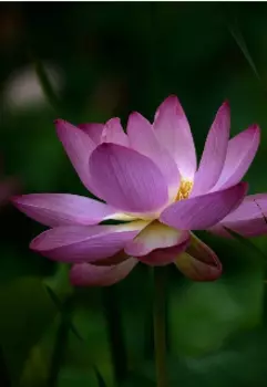 История лотоса