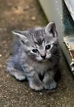 История "маленьких глаз "