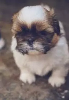 История о щенке