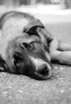 История про собаку