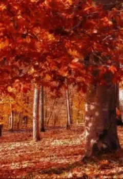 Июльский вечер