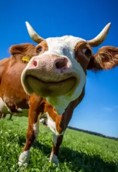 Необычная реинкорнация