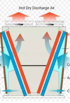 Эквадорский воробей