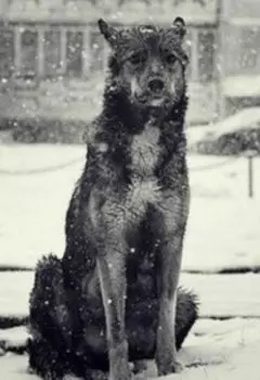 Эксперимент или собачья участь