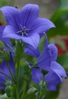 Ёжик и Яблоня. Сказка.