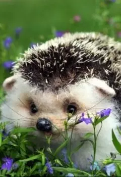 Ёжик Шух или как понять, кто твой друг