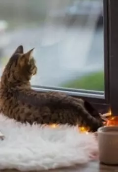 Кафе потерянных и сбившихся с пути