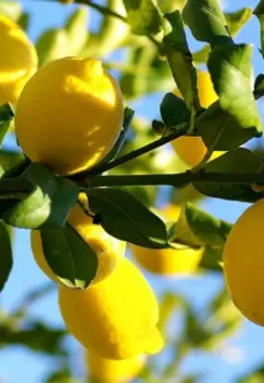 Как вырастить растение из косточки