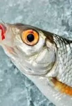 Как Я Не Стал Зимним Рыбаком