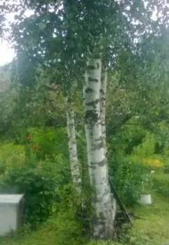 Кармические сказки бабушки Роуз