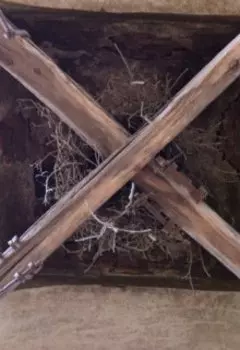 Кистеперые рыбы вымерли не совсем