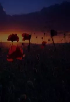 Кладбище мёртвых цветов