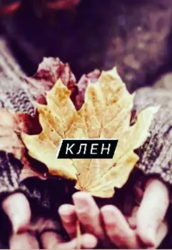 Клен