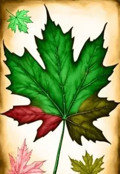 Кленовый протест