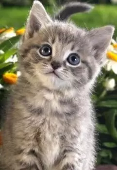 Когда приехал цирк.