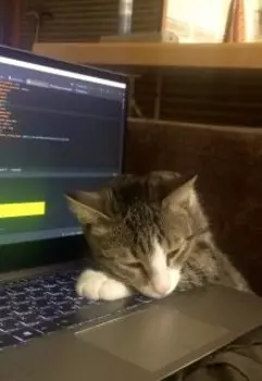 Когда приходит кошка