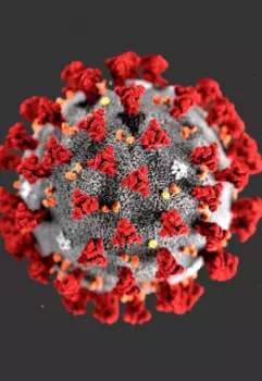 Коронавируса не существует…