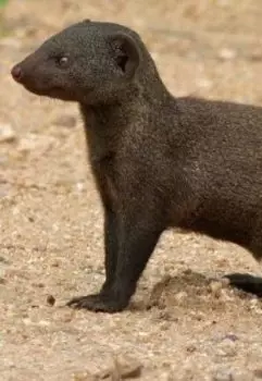 Кортизольная петля