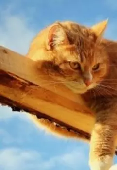 Кошачья интуиция