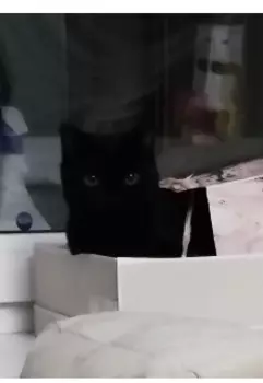 Кошачии истории