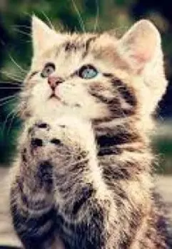 Кошкина жизнь