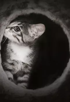 Котенок, познавший любовь.