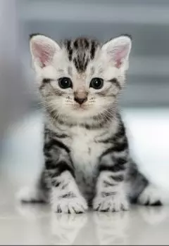 Котик Дюша.