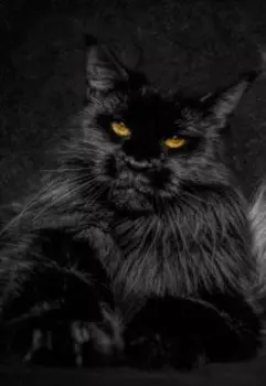 Котики зло!